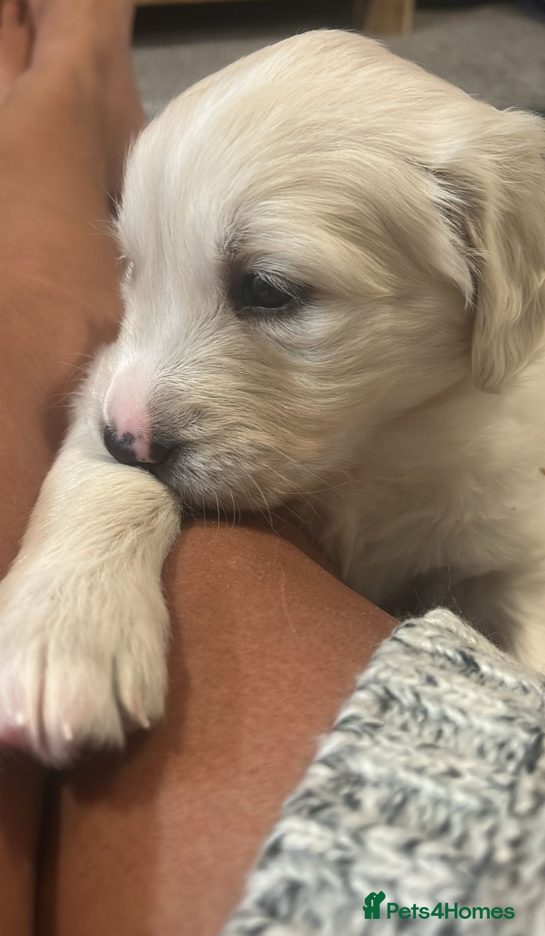 Golden Retriever dogs for sale: Golden retriever puppies  - Image 2