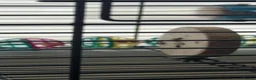 Budgerigars birds for sale: 2 budgies - Advert 6