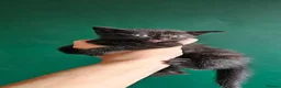 Mixed Breed cats for sale: Beautiful cute kittens - Advert 8