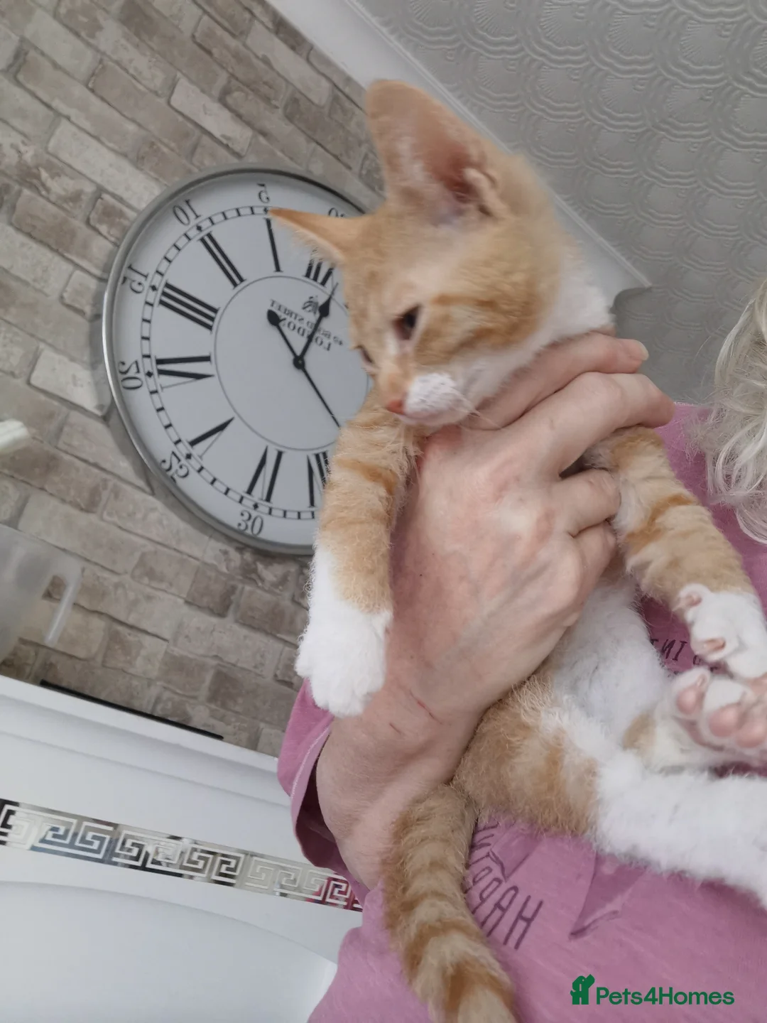 Mixed Breed cats for sale: Maine coon cross kittens for sale - Advert 1