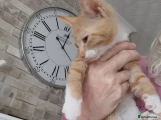 Mixed Breed cats Maine coon cross kittens for sale - Advert 14