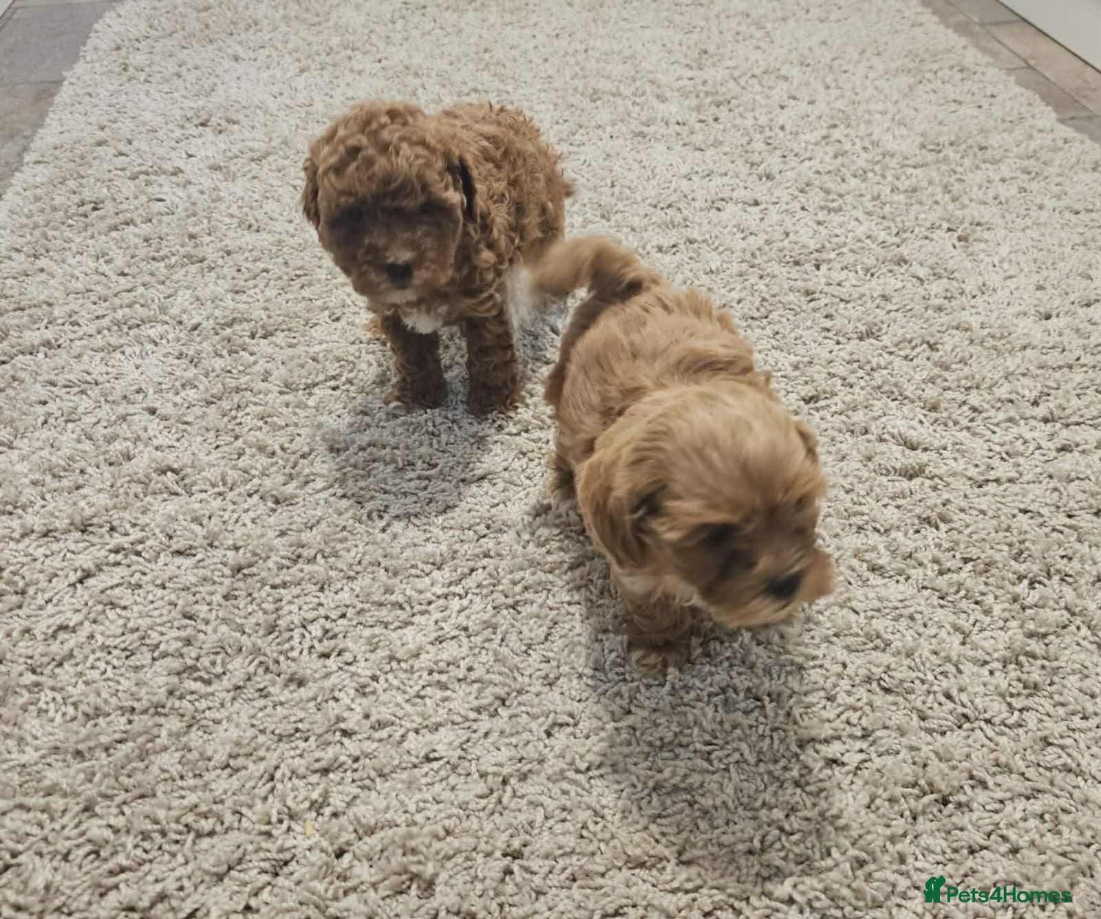 Maltipoo dogs  Adorable Tiny Toy Maltipoo puppies 🐶 - Advert 3