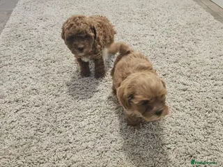Maltipoo dogs Adorable Tiny Toy Maltipoo puppies 🐶 - Advert 3