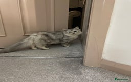 Siberian cats for sale: Siberian cat - Advert 3