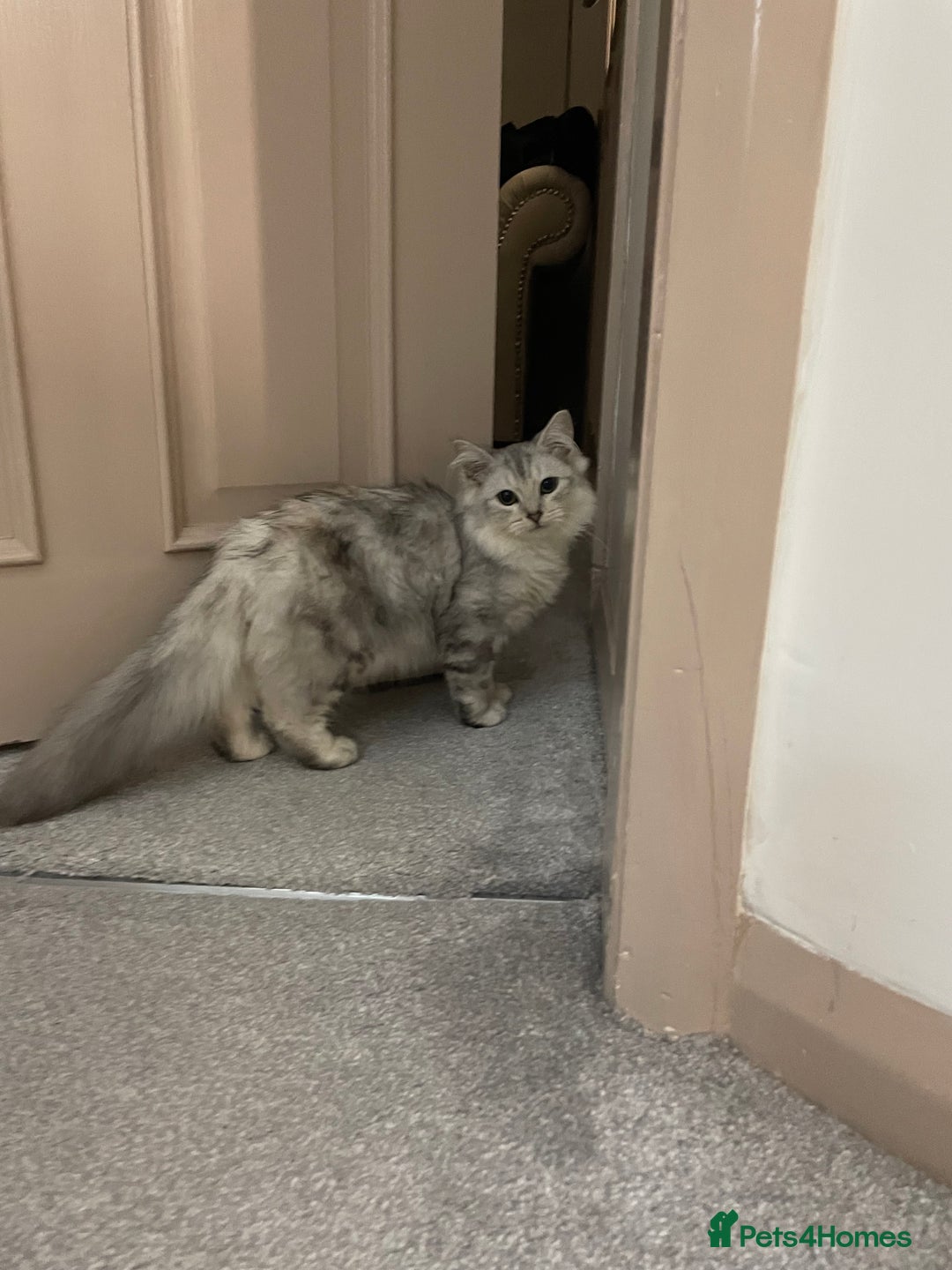 Siberian cats for sale: Siberian cat - Advert 3