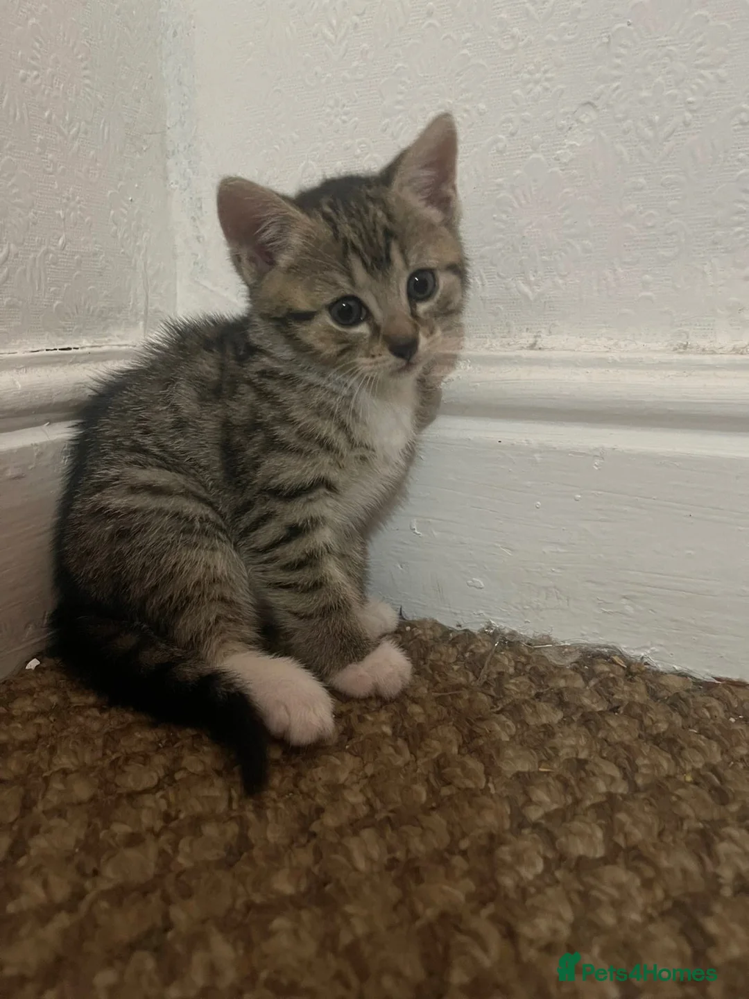 Abyssinian cats for sale: Kitten for sale in Birmingham - Advert 10