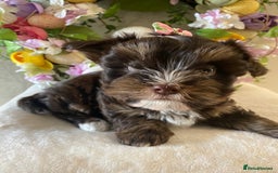 Yorkshire Terrier dogs for stud: Dark chocolate brown small Yorkshire Terrier STUD - Image 7