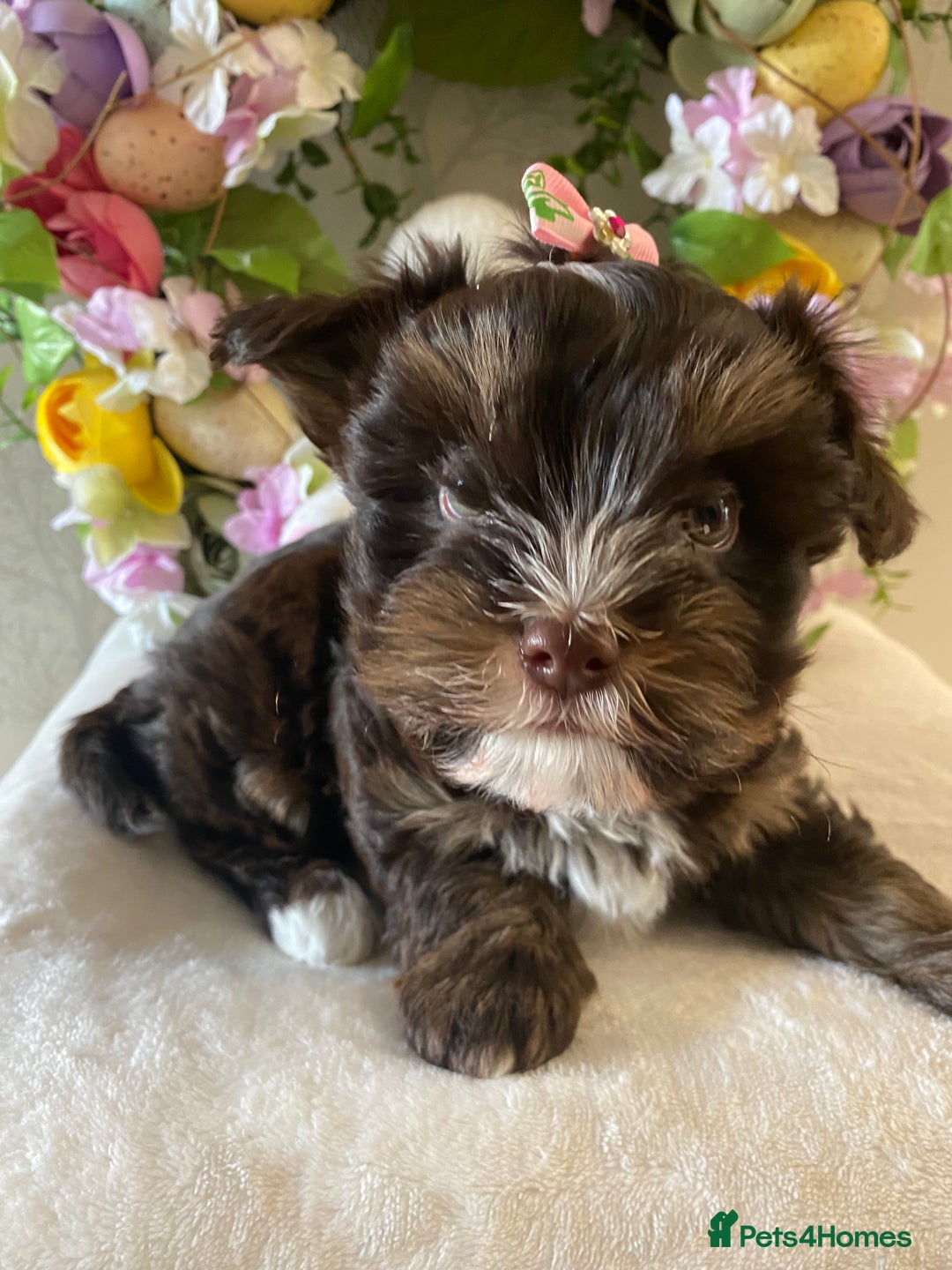 Yorkshire Terrier dogs for stud: Dark chocolate brown small Yorkshire Terrier STUD - Image 7