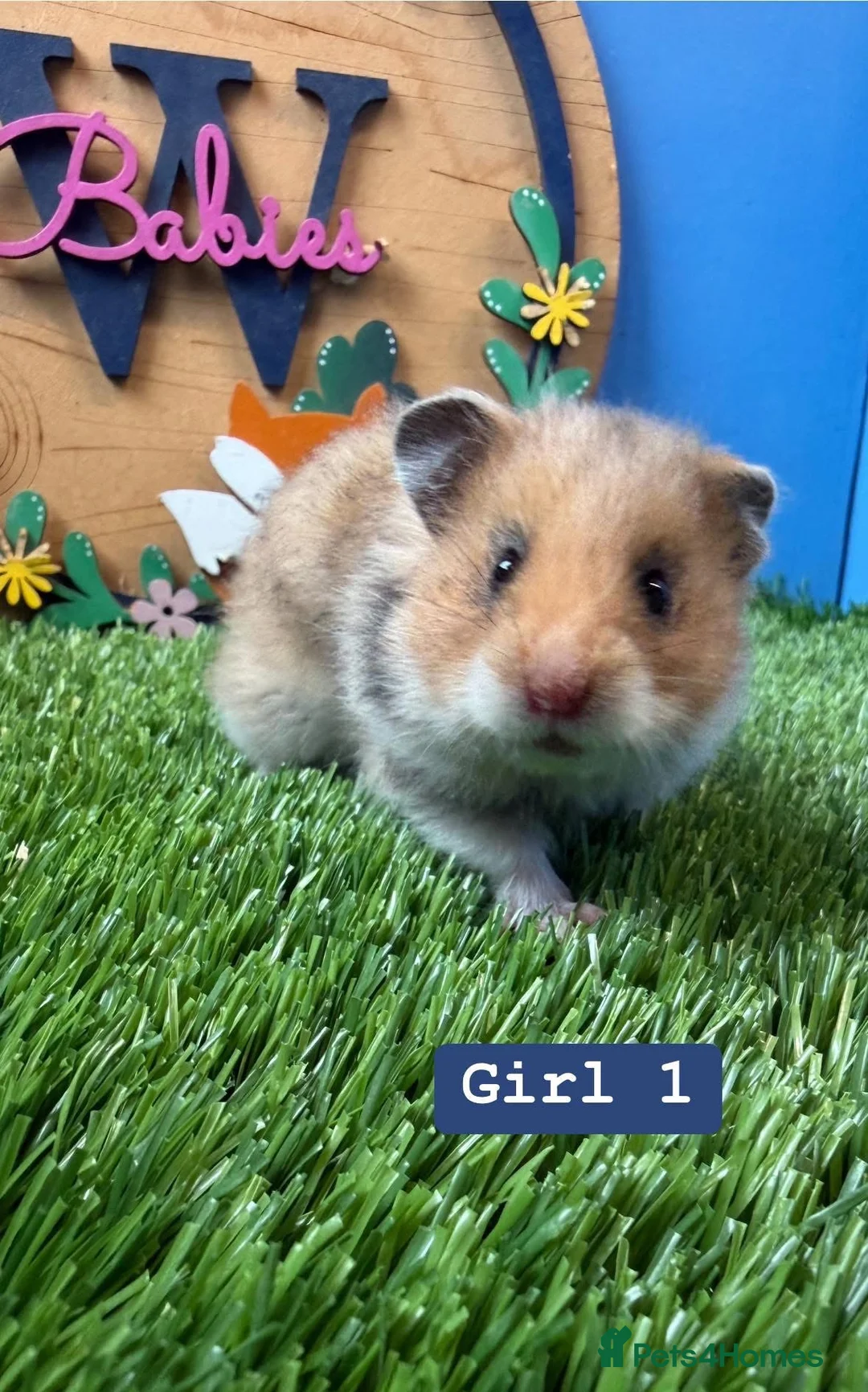 Hamster rodents for sale: Baby Syrian Hamster Girls Boys Pedigree  - Advert 5