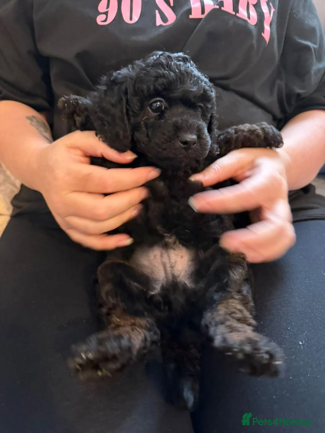 Shihpoo dogs for sale: Three male shihpoo puppies  - Advert 2