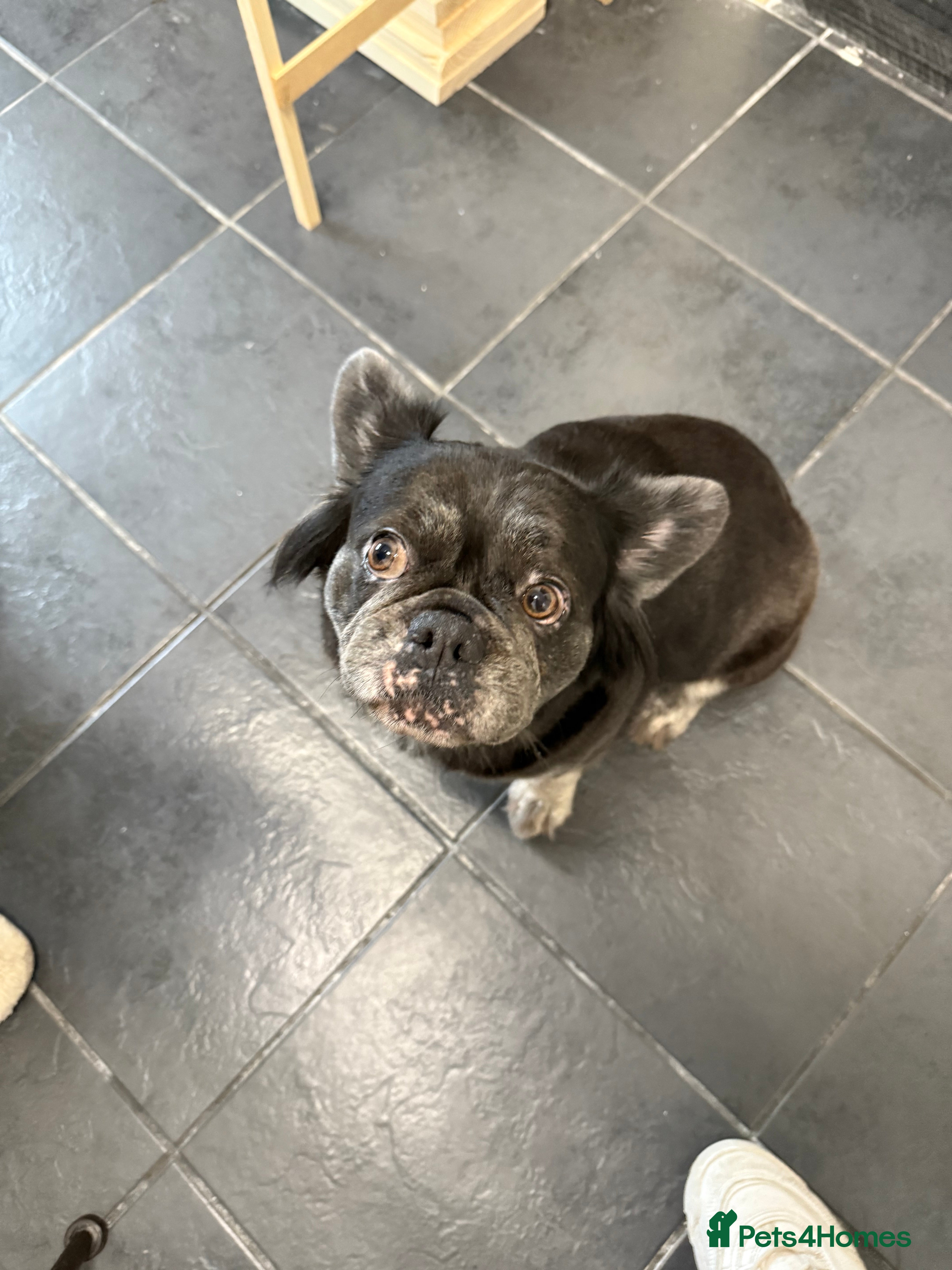 French Bulldog dogs Fluffy French bulldog - Advert 1