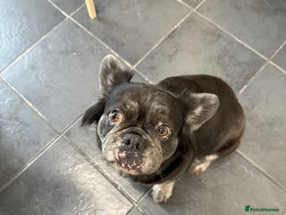 French Bulldog dogs Fluffy French bulldog - Advert 8