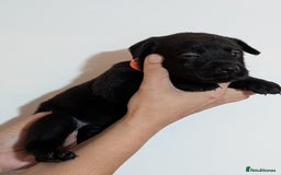 Labrador Retriever dogs for sale: litter of 11 kc reg lab retrievers 10weeks old - Image 11
