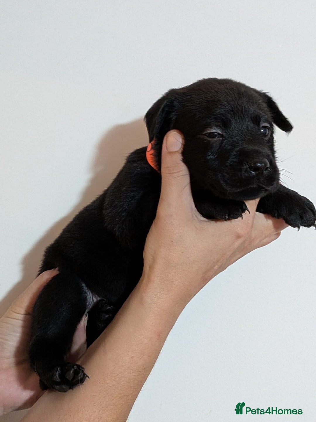 Labrador Retriever dogs for sale: litter of 11 kc reg lab retrievers 10weeks old - Image 11