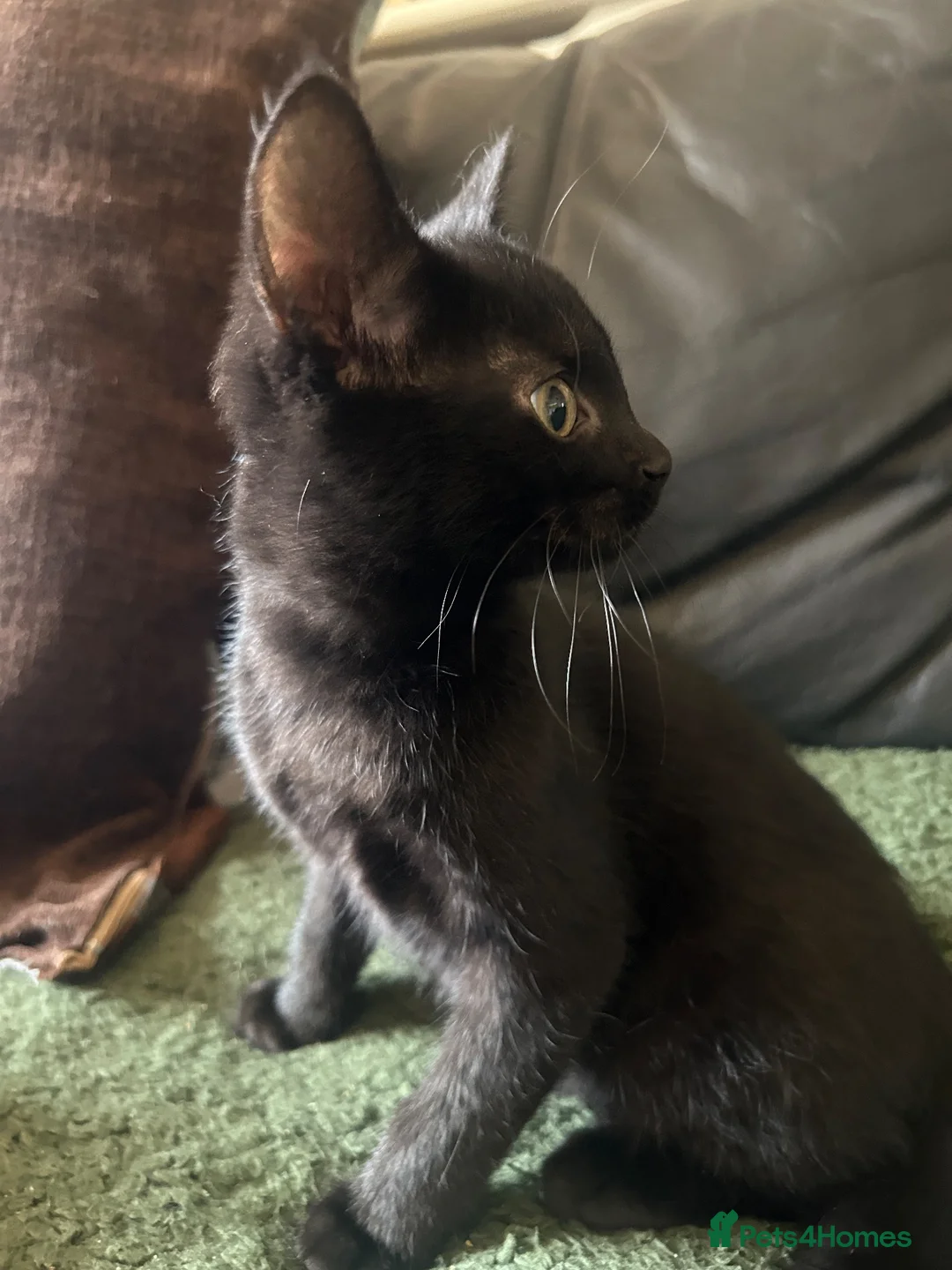 Mixed Breed cats for sale: Kittens ready for their forever home!  - Advert 11