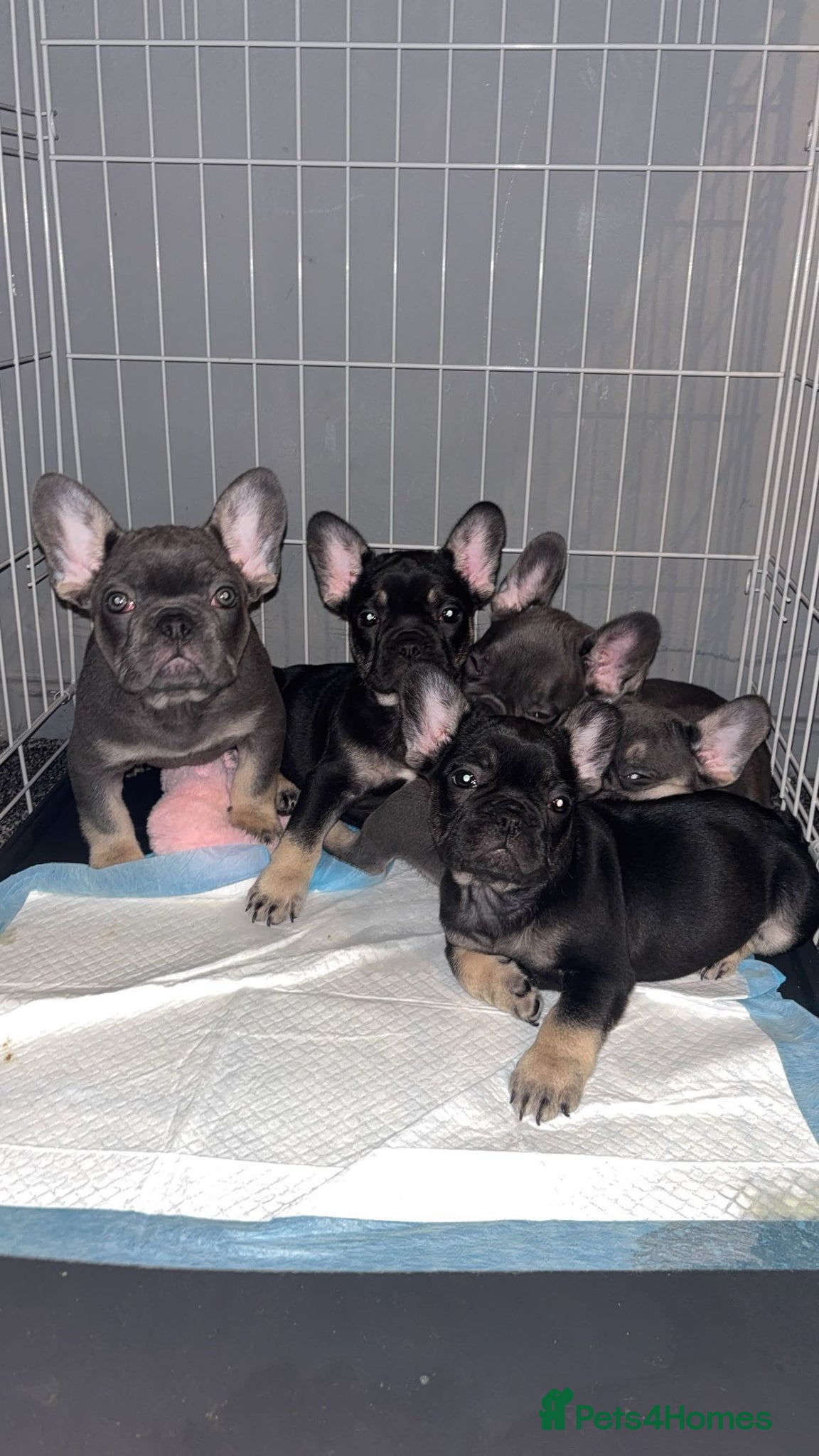 French Bulldog dogs French Bulldogs - Advert 1