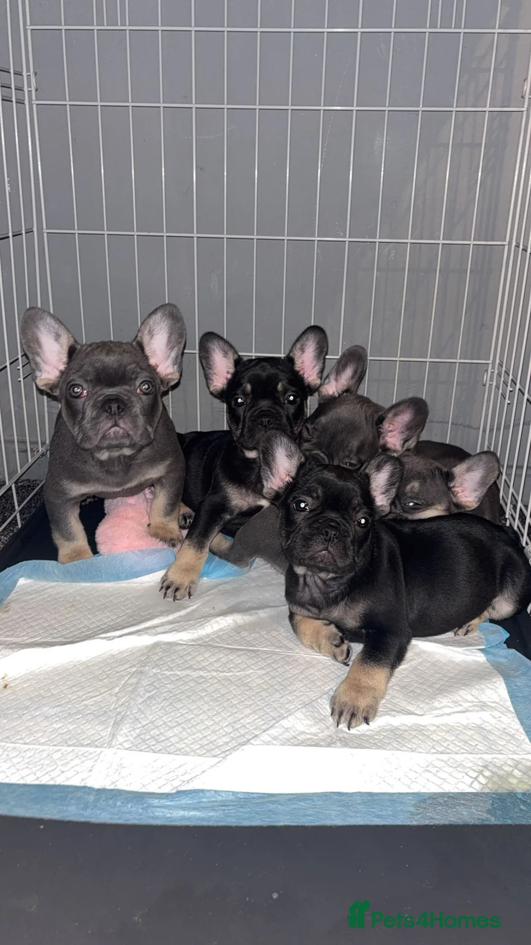 French Bulldog dogs for sale: French Bulldogs in Leeds - Advert 1