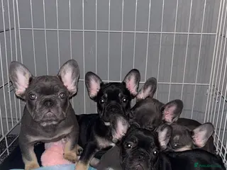 French Bulldog dogs French Bulldogs - Advert 2