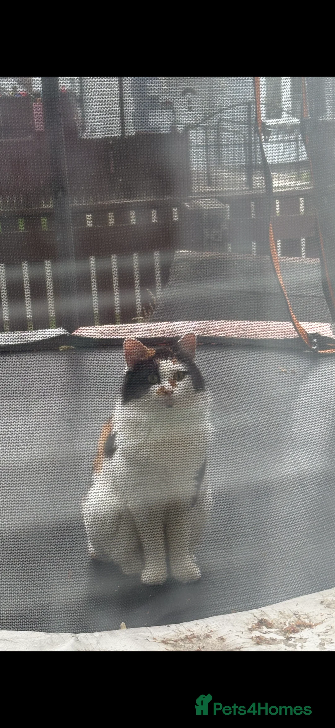 Mixed Breed cats for sale: Mango and Mable  - Advert 2