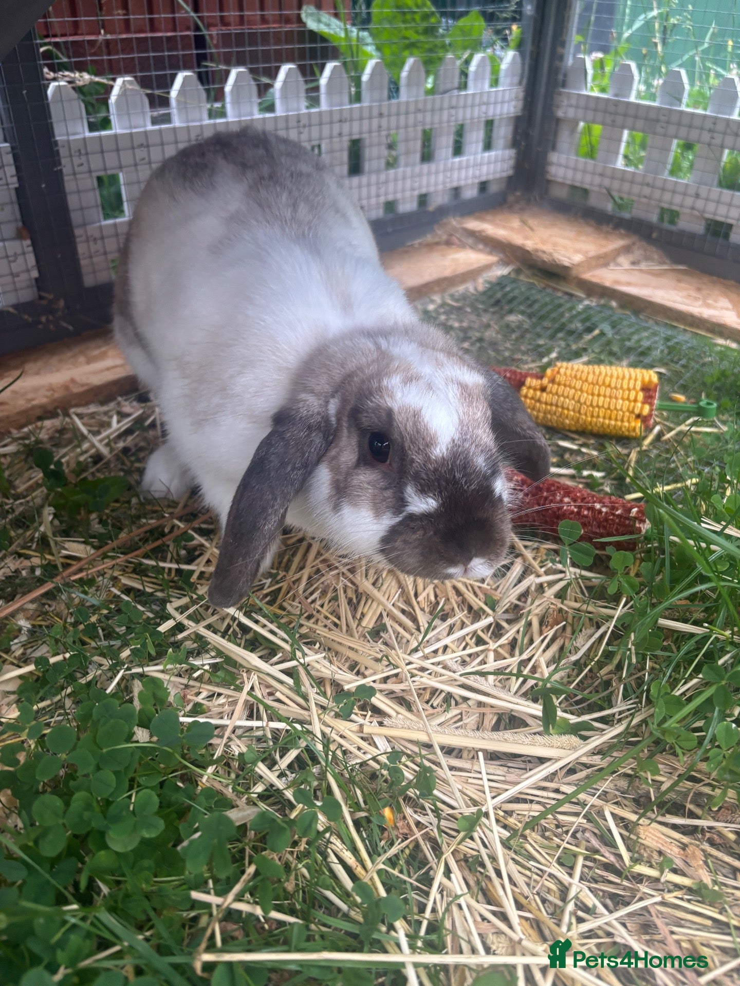 Mini Lop rabbits Rabbit  - Advert 8