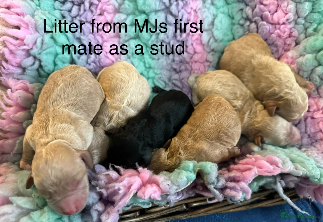 Cavapoo dogs for stud: Extensively health tested Cavapoo stud proven in Ilkeston - Advert 7