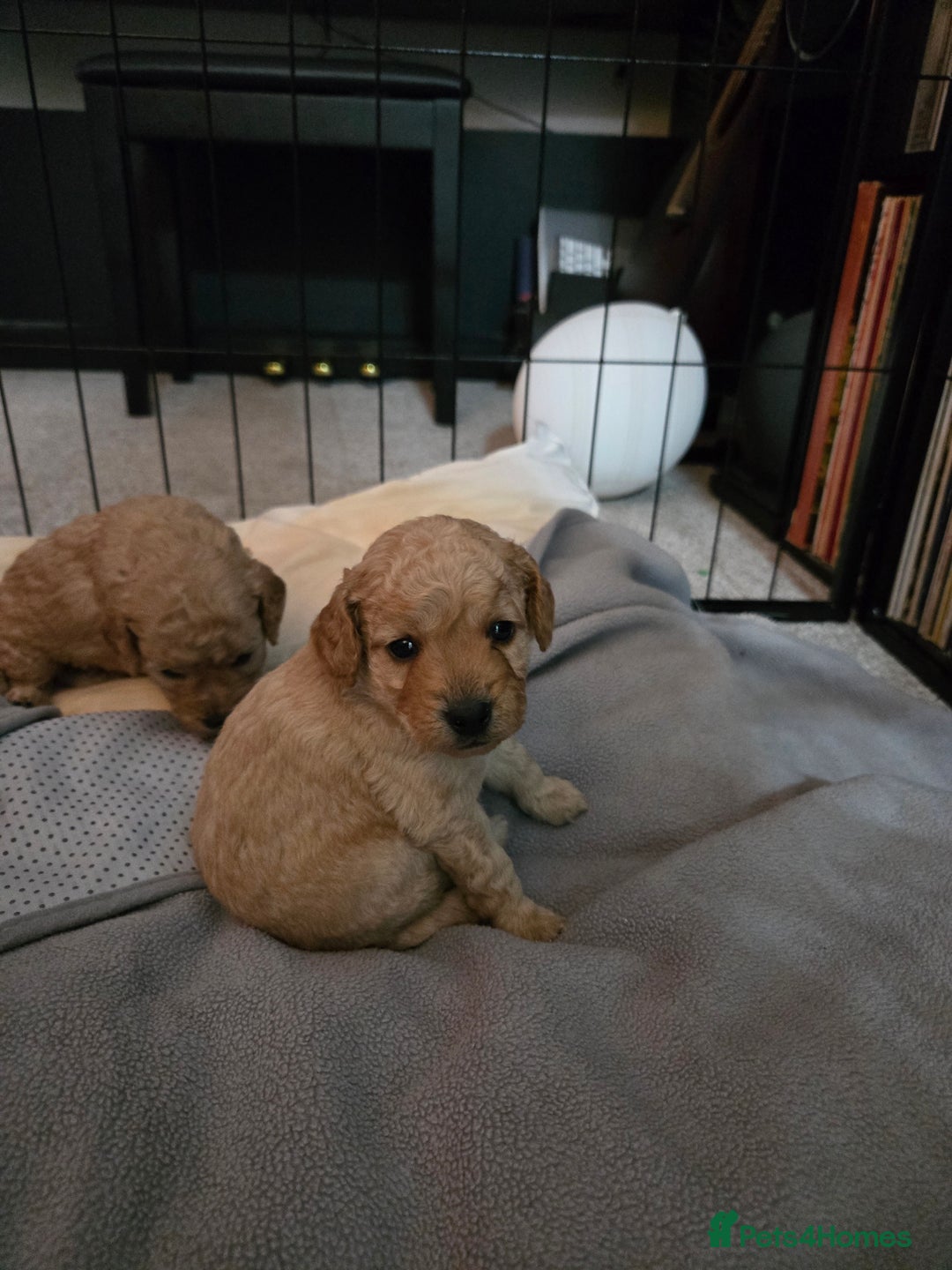 Cockapoo dogs for sale: 6 male Cockapoo puppies. Ready 13th Jan.  - Advert 1