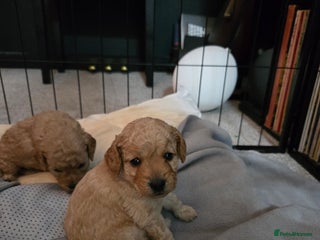 Cockapoo dogs 6 male Cockapoo puppies. Ready 13th Jan. - Advert 5