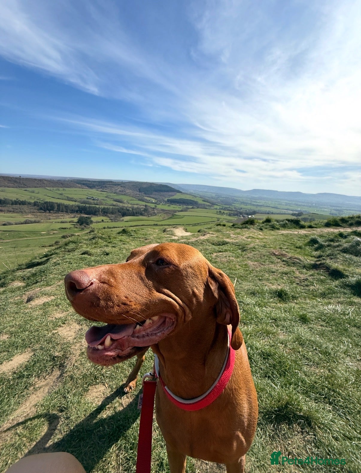 Hungarian Vizsla dogs for sale: Prime Pedigree Hungarian Vizsla Puppies - Advert 2
