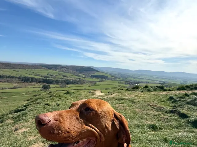 Hungarian Vizsla dogs for sale: Prime Pedigree Hungarian Vizsla Puppies - Advert 2