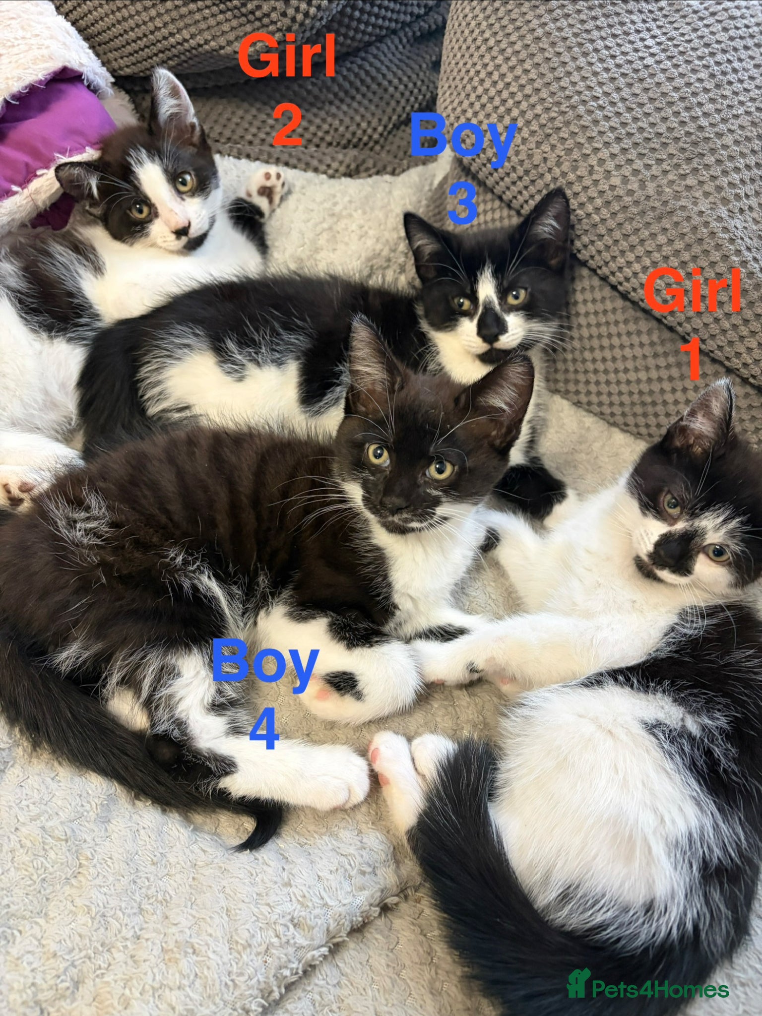 Mixed Breed cats Adorable kittens looking for a home - Advert 1