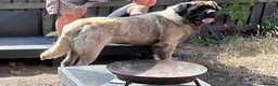 Mastiff dogs for stud: Hector 🐾 FOR STUD ONLY in Huddersfield - Advert 4