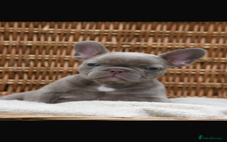 French Bulldog dogs for sale: Beautiful litter of 8 French bulldog puppies - Image 10