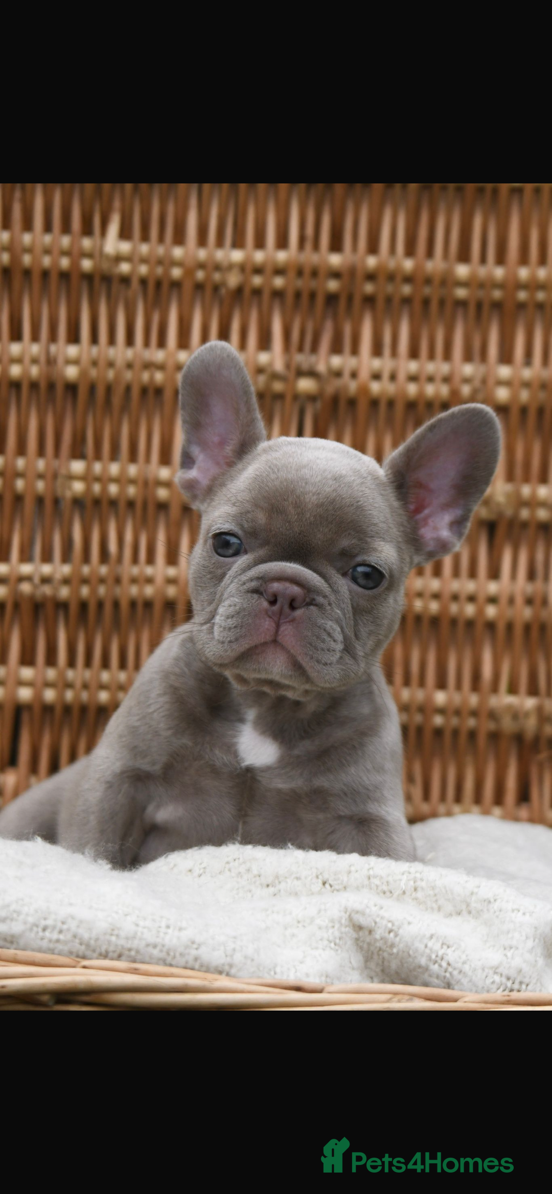 French Bulldog dogs for sale: Beautiful litter of 8 French bulldog puppies - Image 10