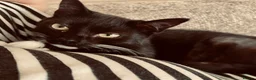 British Shorthair cats for sale: British Short Haired Female. - Advert 1