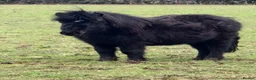 Shetland pony horses for sale: One in a million registered mare in Bristol - Advert 7
