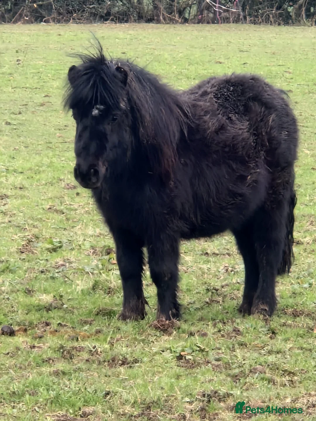 Shetland pony horses for sale: One in a million registered mare in Bristol - Advert 7