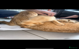 Labrador Retriever dogs for sale: Beautiful Labrador puppies  - Image 7