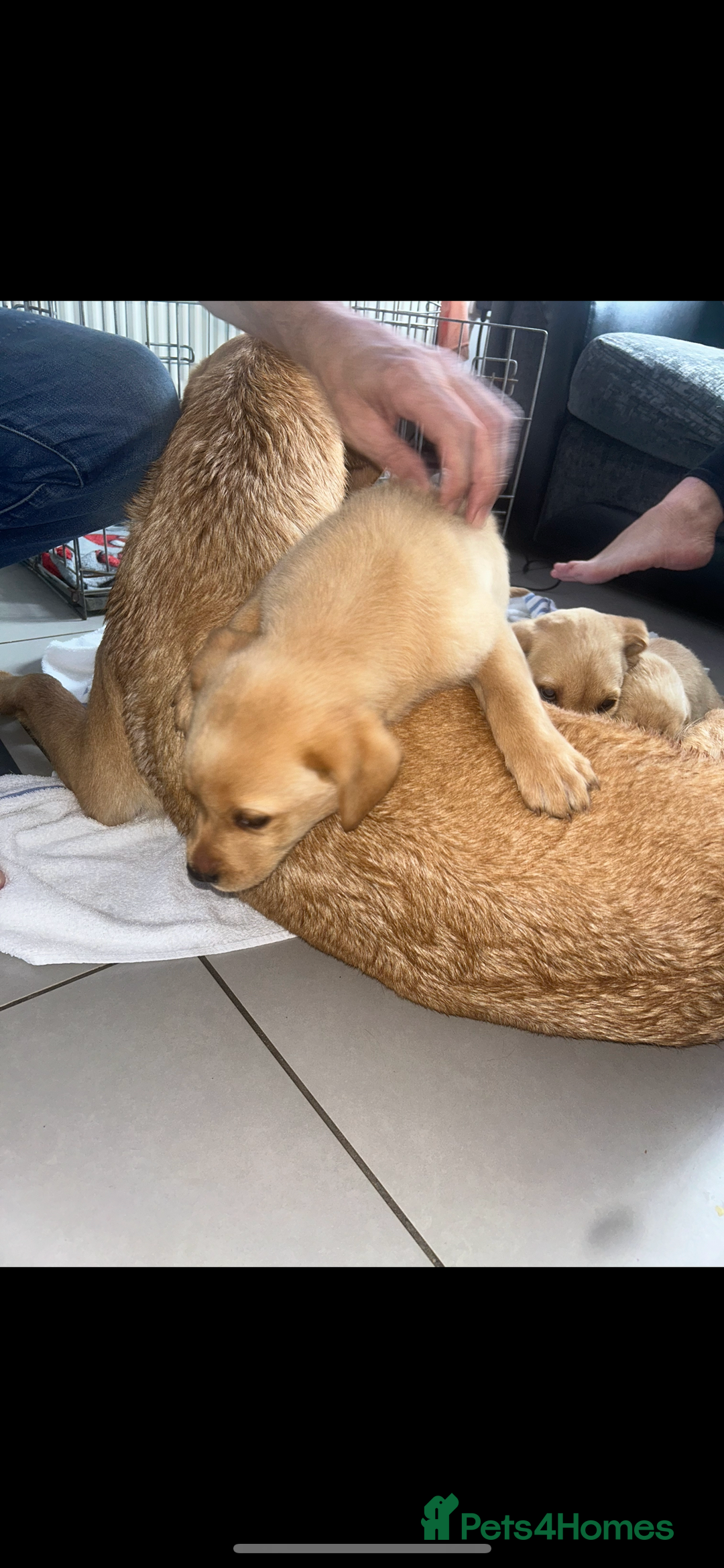 Labrador Retriever dogs for sale: Beautiful Labrador puppies  - Image 7