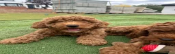 Cockapoo dogs for sale: Adorable F1BB Cockapoos - Advert 3