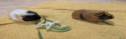 Guinea Pig rodents for sale: Guinea pigs bonded girls - Advert 3