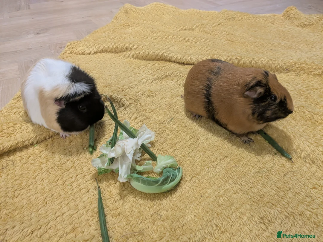 Guinea Pig rodents for sale: Guinea pigs bonded girls - Advert 3