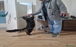 Maine Coon cats for stud: hiiii our XXL Izzy boy is ready for stud video ava in Ilford - Image 4