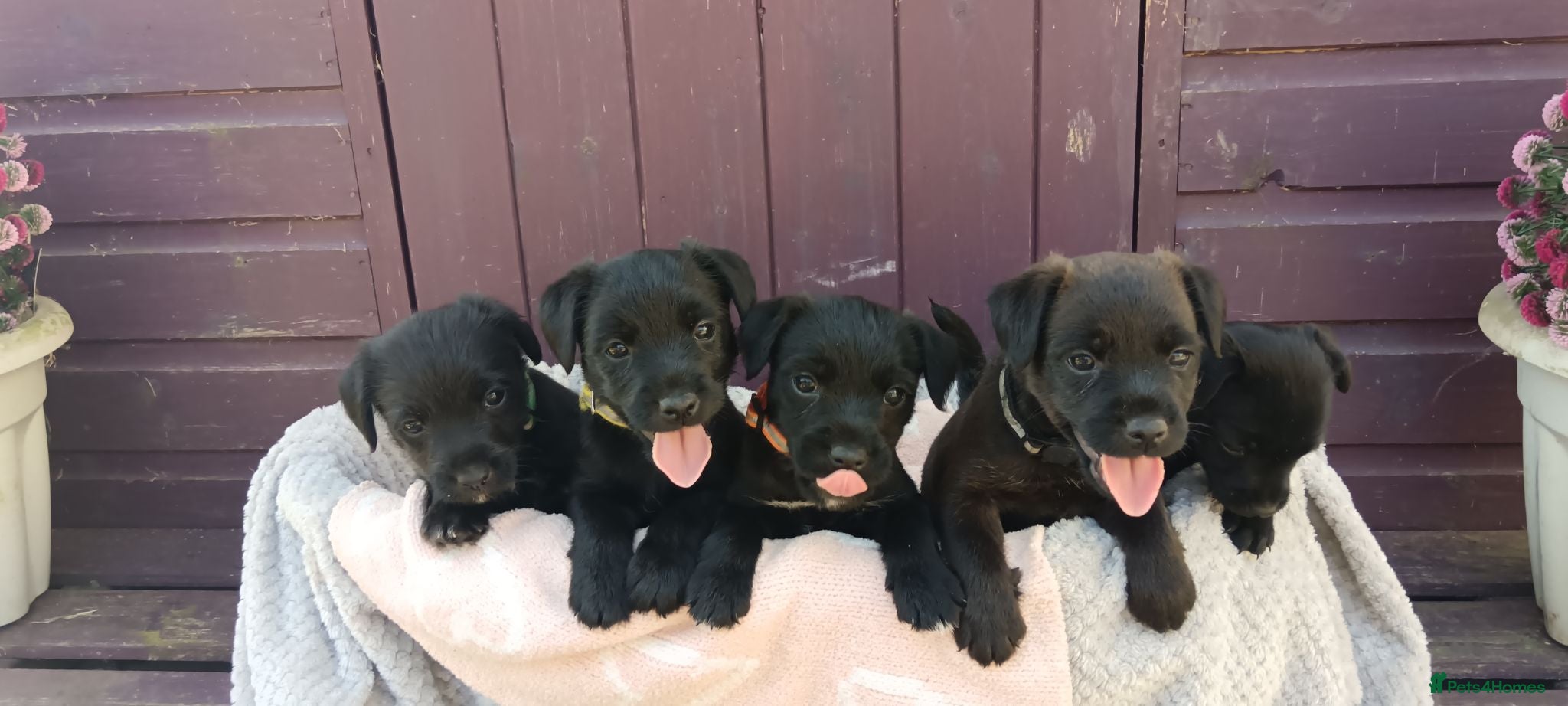 Mixed Breed dogs Gorgeous litter of Terriers - Advert 1
