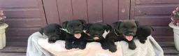 Mixed Breed dogs for sale: Gorgeous litter of Terriers - Advert 1