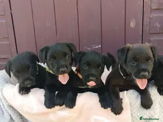 Mixed Breed dogs Gorgeous Little Border Patterdales - Advert 5