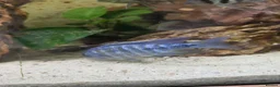 Plecos fish for sale: Tropical fish for sale in Macclesfield - Advert 10