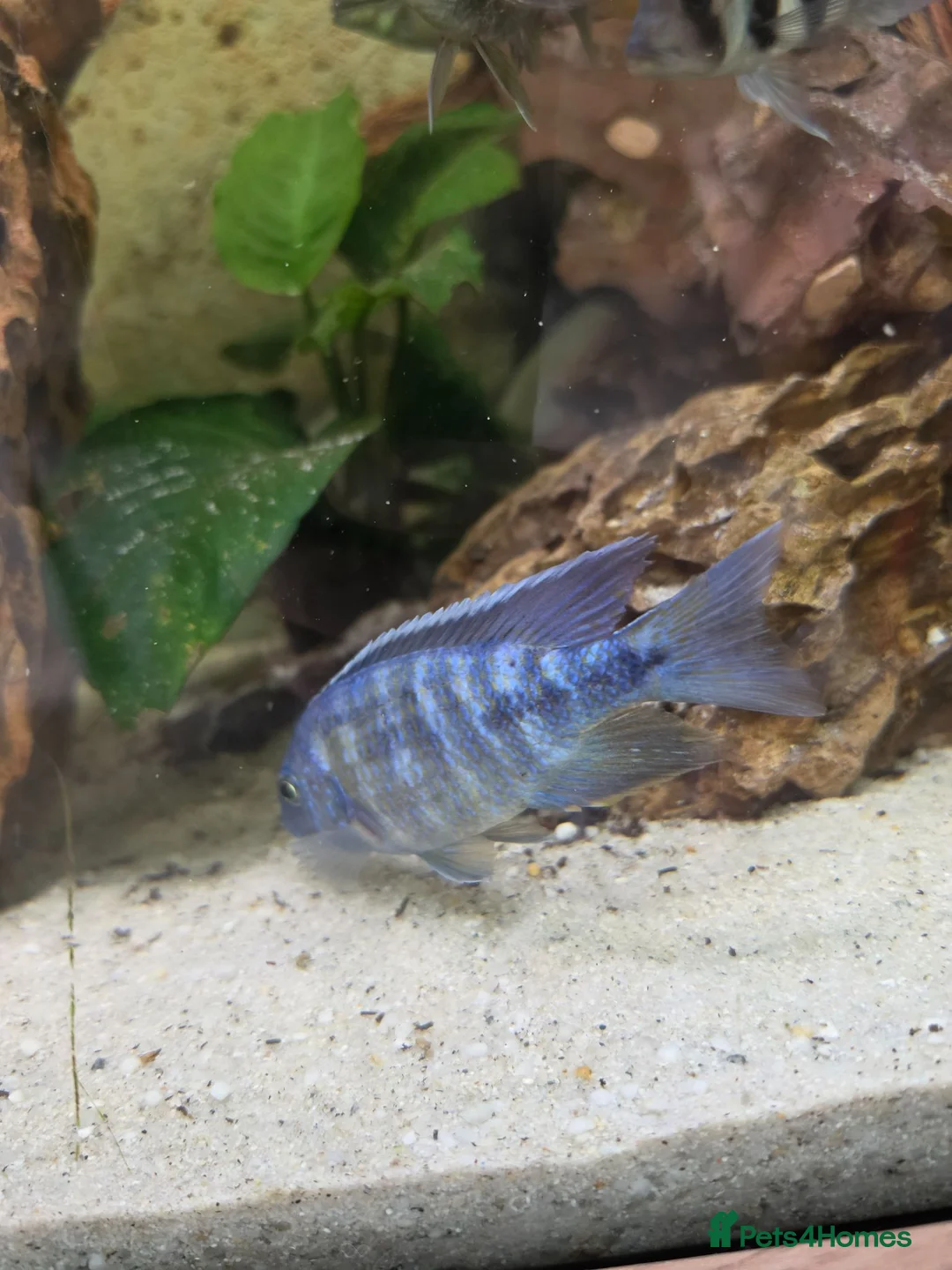 Plecos fish for sale: Tropical fish for sale in Macclesfield - Advert 10