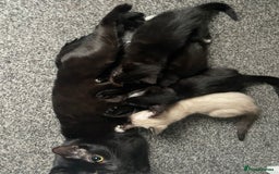 Mixed Breed cats for sale: 4 beautiful kittens looking new home 🩷 - Image 10