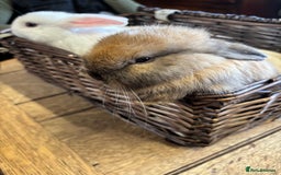 Mixed Breed rabbits for sale: Beautiful baby rabbits  - Image 6
