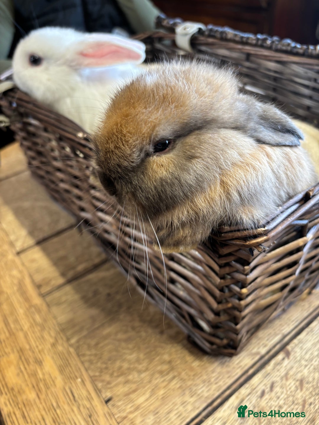 Mixed Breed rabbits for sale: Beautiful baby rabbits  - Image 6